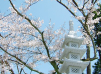 桜と五重石塔