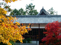 紅葉の本殿側面紅葉の本殿側面紅葉の本殿側面紅葉の本殿側面紅葉の本殿側面紅葉の本殿側面